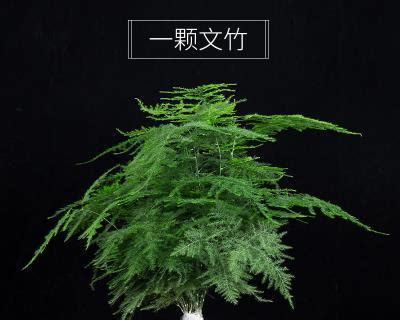 文竹花|文竹是什么，文竹知识大全